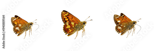 Billede på lærred Butterfly Skipper Insects Isolated on White Background PNG Collection Orange Hes