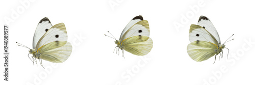 Cabbage White Butterfly Pieris rapae isolated on white background, white wings with black spots macro photography, detailed entomology specimen, biological nature asset, cutout