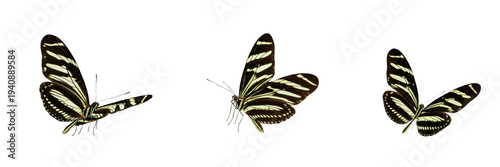 Принти на полотні Zebra Longwing Heliconius charithonia isolated on white background, black butter