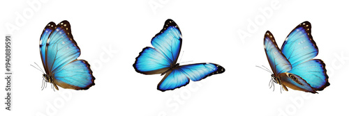 Cuadro en lienzo Blue Morpho Butterfly Morpho menelaus isolated on white background, iridescent v