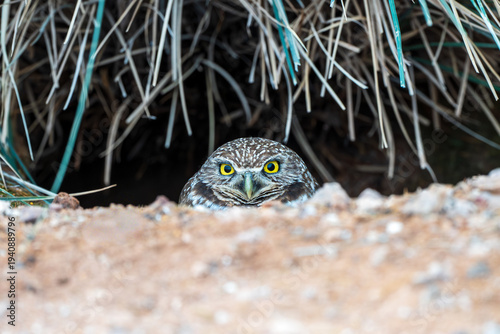 Tableau sur toile burrowing owl