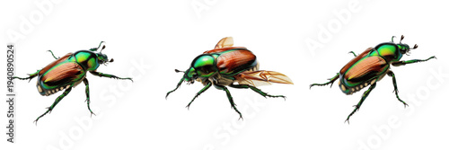 Konstfotografi Metallic Japanese Beetle Trio Isolated on White Background PNG, Shiny Green and