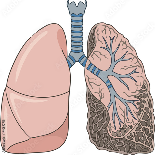 Illustration of human lungs, one healthy and one damaged by disease
