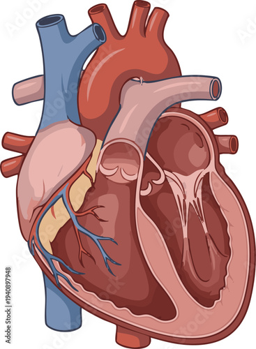Detailed illustration of the human heart's internal structure and major blood vessels