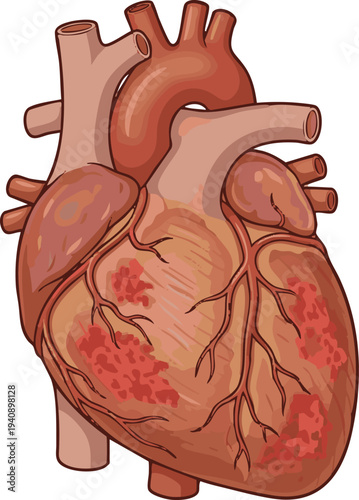 Detailed vector illustration of a human heart, representing the essential organ with anatomical accuracy and visual clarity for medical and educational purposes