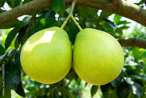Fresh Green Pomelo Fruits Hanging on Tree Branch in Tropical Garden