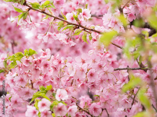 満開のカワヅザクラ　