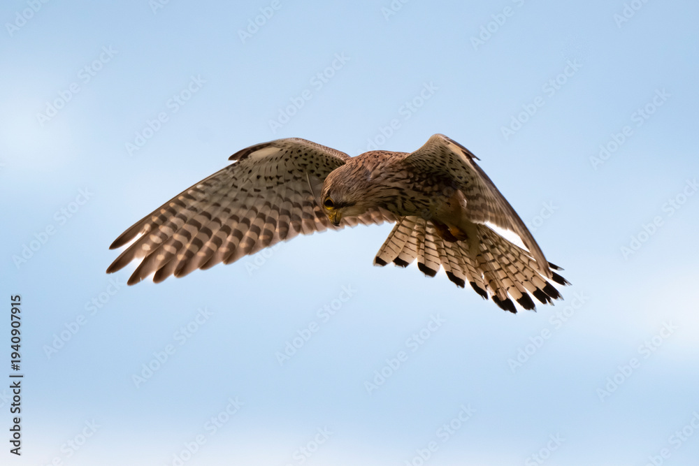 Obraz premium Faucon crécerelle