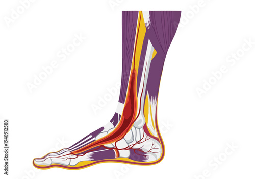 Human Foot and Ankle Anatomy. Muscular System. Arterial Network.