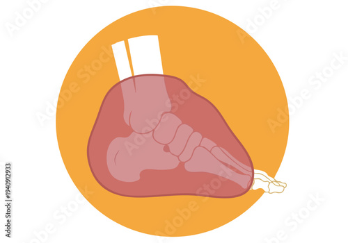 Human Foot Bones Medical Illustration. Anatomy Diagram. Stylized Graphic. Health Concept.