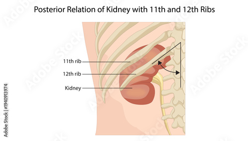 Posterior Relation of Kidney with 11th and 12th Ribs
posterior anatomical relation of the kidney with the 11th and 12th ribs, an important landmark in renal anatomy and clinical examination.