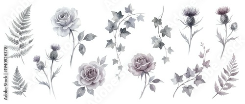 Watercolor botanical elements with purple roses, ferns and thistles on white background. Floral clipart for wedding invitations, scrapbooking and design projects.