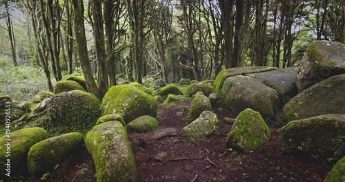 Sintra Cascais Natural Park featuring an enchanted forest landscape with gnarled trees, creating a mystical atmosphere over a ground covered in vibrant green moss and ancient rocks. Drone flight