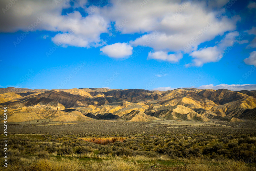 Fototapeta premium Golden hills stretch across a dry landscape under a vivid blue sky with scattered white clouds and patches of green grass in a peaceful wide open scene
