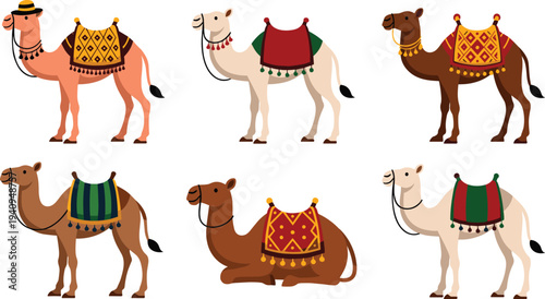 Decorated camel collection vector illustration with traditional saddle blankets, different poses standing and sitting desert animals set isolated on white background