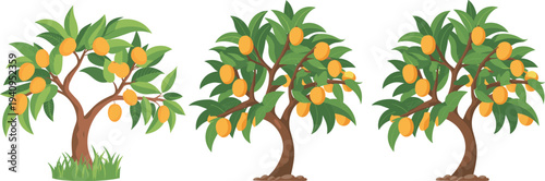 Mango fruit tree illustration set, tropical mango plant with ripe fruits and green leaves, orchard agriculture concept, botanical fruit tree vector isolated on white background