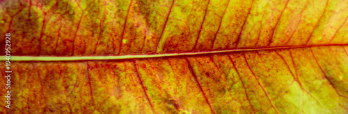 Macro close‑up of a dried autumn leaf showcasing warm yellow and orange tones, intricate vein geometry, and papery texture, forming an abstract natural pattern rich in organic detail.