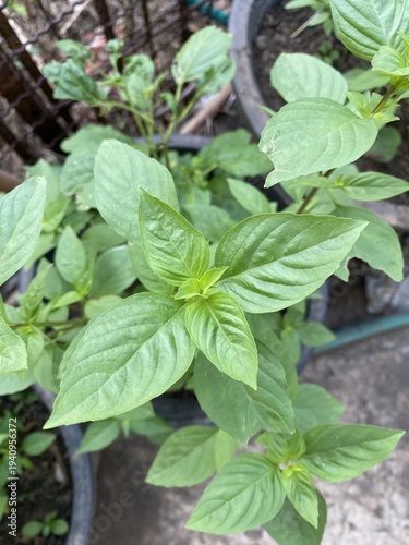 green leaves of the sweet basil plant