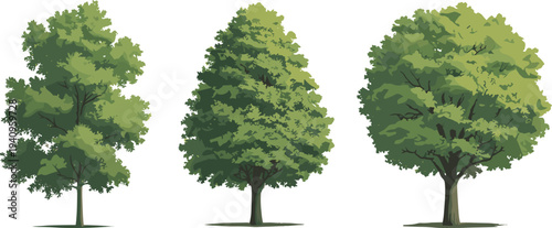 Three stylized deciduous tree illustrations with narrow upright form, conical layered foliage, rounded canopy, nature art, environment design, botanical diversity
