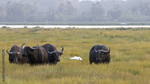 Cape Buffalo bison herd in tall grass with egret flying in Amboseli National Park in the eastern African country of Kenya KEN