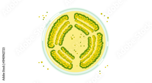 Petri dish with green bacterial colonies, scientific research, microbiology, laboratory culture