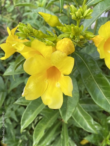 yellow Allamanda flower in the garden
