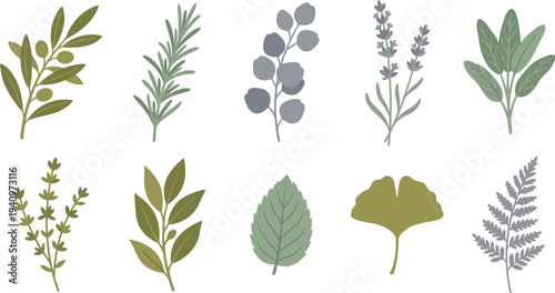 Therapeutic herb botanical elements with olive branch rosemary eucalyptus lavender in olive green sage dusty grey for natural wellness branding design