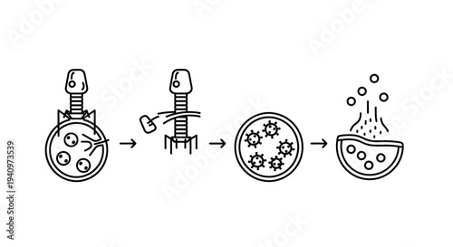 Bacteriophage Infecting Bacteria and Releasing New Viruses - Lytic Cycle