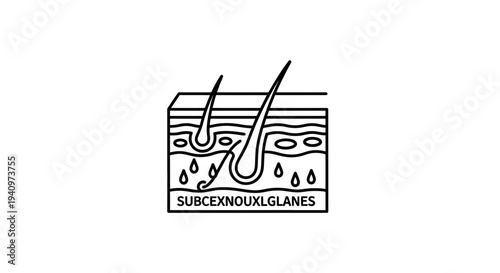 Cross-section of skin showing hair follicles, sebaceous glands, and sweat glands with droplets