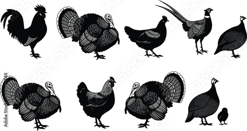 Bird silhouette vector illustration with rooster, turkey, hen, pheasant, guinea fowl artwork, farm animal design concept, wildlife collection