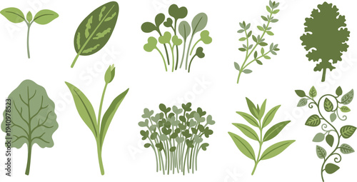 Organic garden greenery elements with basil sprout sage microgreens lemon thyme in moss green pea green herbal sage for natural fresh branding design