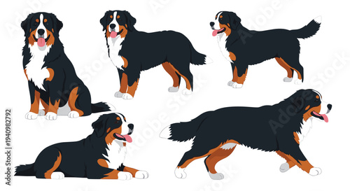 Five tri-color Bernese Mountain Dogs are shown in sitting standing and walking poses with their tongues out against a solid white background.