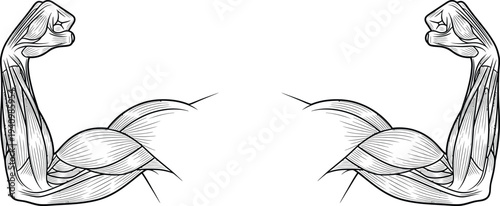 Flexed human arm anatomy, biceps triceps deltoid forearm muscles, medical illustration, biology diagram, fitness training vector, muscular system educational artwork