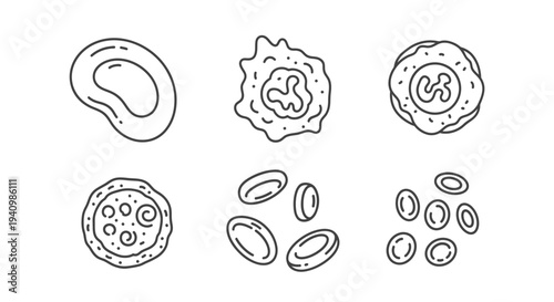 Illustration of various cell types in biology for educational purposes showing different cell structures