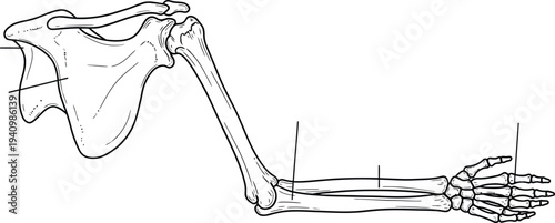 Human arm skeleton anatomy, scapula humerus radius ulna carpals metacarpals phalanges, medical illustration, biology diagram, healthcare vector, educational anatomical bone artwork