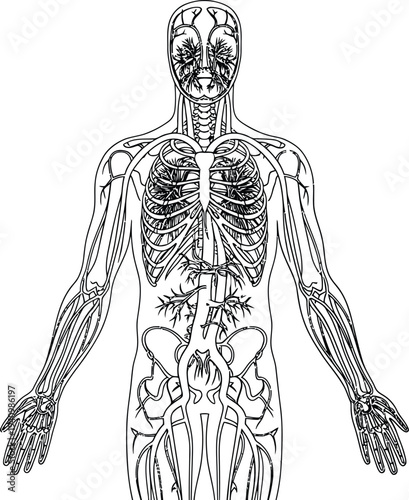 Human body anatomy illustration, skeleton organs nerves circulatory system, medical diagram, biology education, healthcare vector, anatomical artwork, comprehensive anatomical design