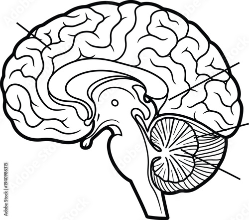 Human brain sagittal anatomy, cerebrum cerebellum brainstem cortex gyri, medical illustration, biology education, neuroscience diagram, healthcare vector, anatomical labeled artwork