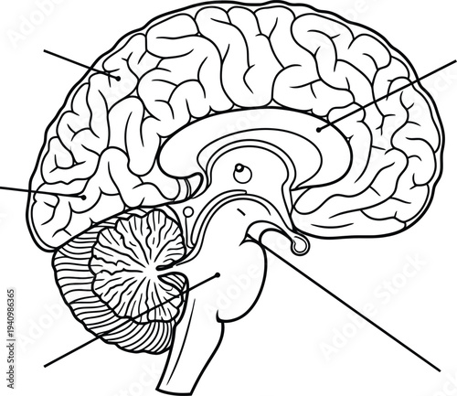 Human brain anatomy sagittal view, cerebrum cerebellum brainstem neural structure medical illustration, biology diagram, neuroscience artwork, healthcare educational vector