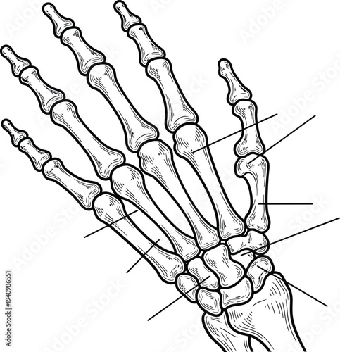 Human hand bone anatomy, phalanges metacarpals carpals wrist skeletal structure, medical illustration, biology diagram, healthcare vector, educational anatomical artwork