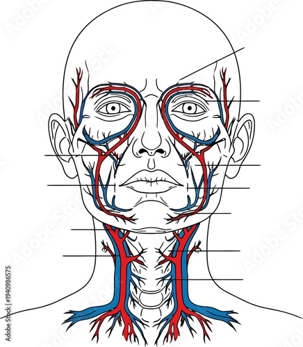 Human head neck vascular anatomy, arteries veins circulatory system, medical illustration, biology diagram, healthcare vector, educational anatomical blood vessel artwork