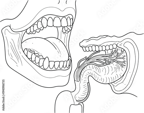 Human mouth throat anatomy, oral cavity teeth tongue pharynx sagittal section nerves muscles, medical illustration, biology diagram, healthcare vector artwork