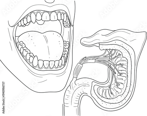 Human mouth tongue anatomy, oral cavity teeth cheek cross section muscles nerves tissues, medical illustration, biology diagram, healthcare vector artwork
