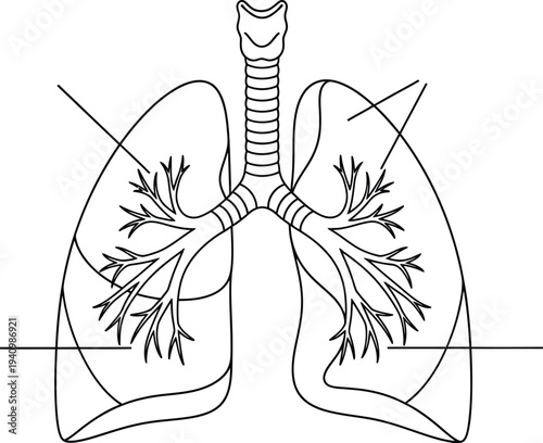 Human respiratory system anatomy, lungs trachea bronchi bronchioles alveoli cross section, medical illustration, biology diagram, healthcare vector, educational artwork