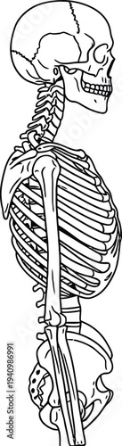 Human skeleton anatomy lateral side view, skull cervical vertebrae thoracic cage spine scapula humerus pelvis femur bones, medical illustration, biology diagram