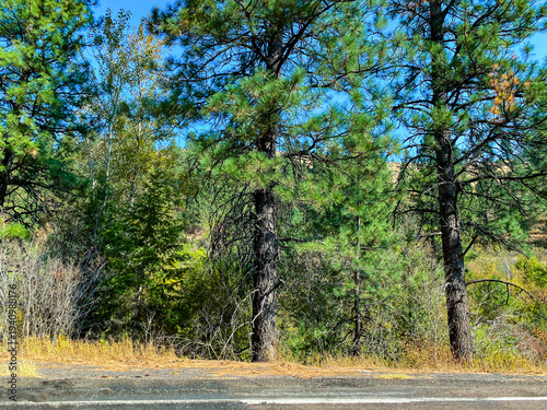 Tall green pine trees stand beside a road under a clear blue sky surrounded by dry grass and various shrubs on a sunny day in a peaceful natural landscape
