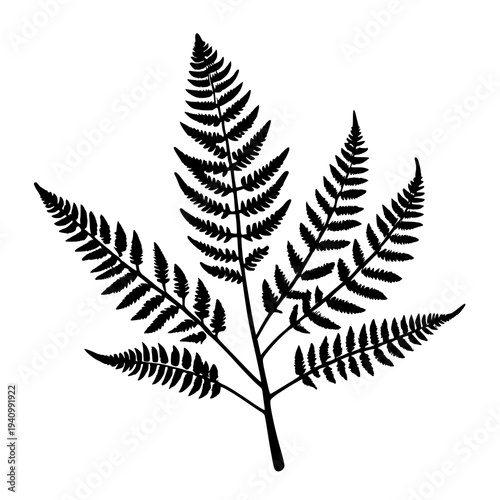 illustration of a black fern leaf isolated on white background
