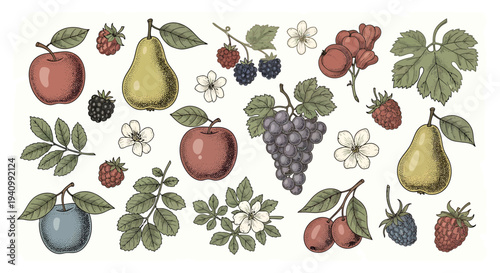 Assorted Fresh Fruits and Berries Collection, Hand-Drawn Botanical Illustration