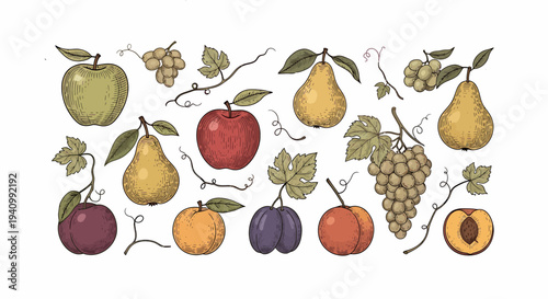 Assortment of Fresh Fruits: Apples, Pears, Grapes, Plums, Peaches, and Apricots