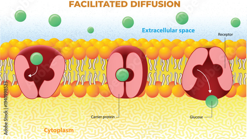 Facilitated Diffusion Across Cell Membrane Diagram