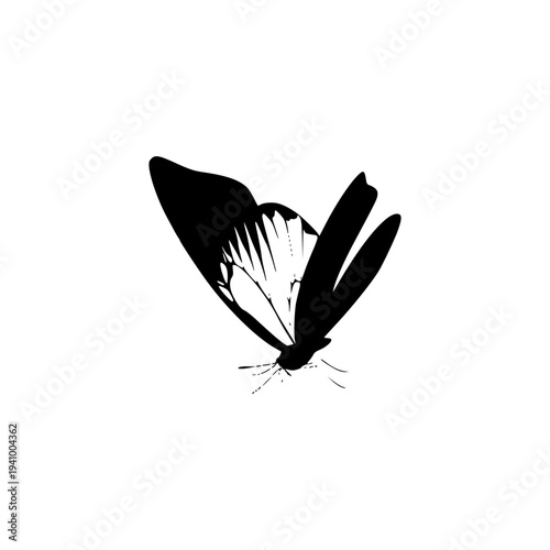 butterfly vector illustration, Butterfly Silhouette Icon Isolated on White Background